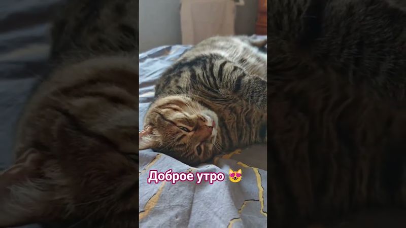 Это Я 😻🤩😍❤ #cat #кот #юмор #котушка #кино #прикол #цитаты #мем