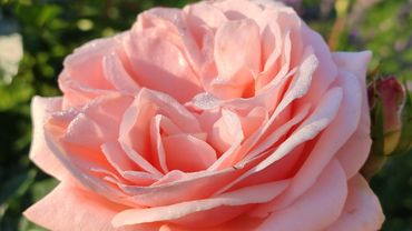 Роза Афродита в Подмосковье