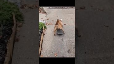 Skateboarding dog! @ bulldog.kingdom_