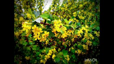 Мой и мамин сон о восхищении. #восхищениецеркви