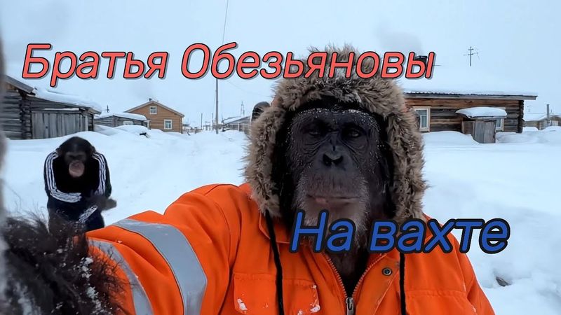 Братья Обезьяновы на вахте#гошаобезьянов #юмор #прикол #прикол #смешновидео #ржака