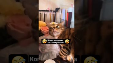 Про котов-шкодников 🤣 #кисаикотя #коты #юмор #shorts #shortvideo