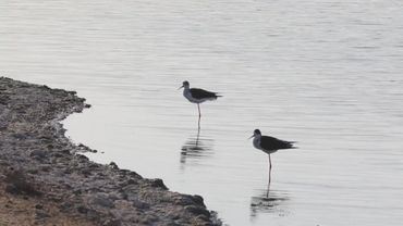 Любители пернатых устремляются на греческий остров Лесбос