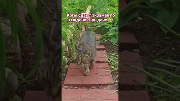 Экзамен 🙀😼😉🤣 #cat #кот #юмор #котушка #приколы #фильм #кино