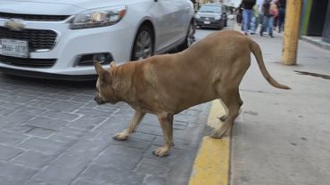 Туристы спешат увидеть Толстую собаку в мексиканском городе