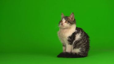 Котёнок на хромакее23 (Для свободного пользования)