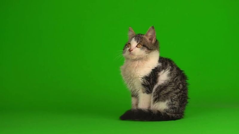 Котёнок на хромакее23 (Для свободного пользования)