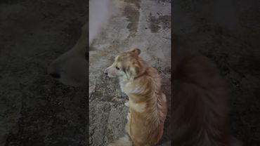 Парогенератор РИ 5М в работе.