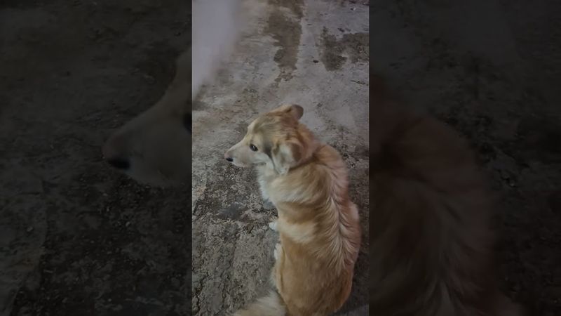 Парогенератор РИ 5М в работе.