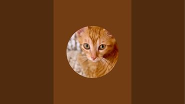 Мой новый образ