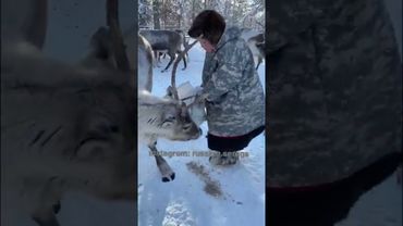 Олени кушать хотят 🦌