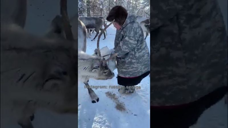 Олени кушать хотят 🦌