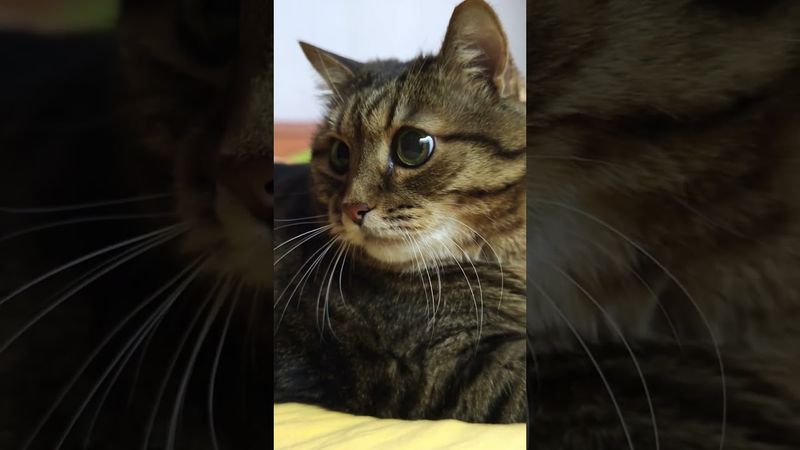 Нет недостатков 🙀💃🤫🤣 #cat #кот #юмор #котушка #котики #приколы #позитив #популярное #цитаты