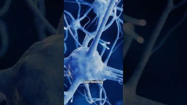 Органоидный интеллект