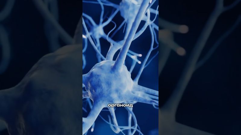 Органоидный интеллект