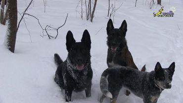 Два кобеля и течная сука, управление поведением, дрессировка собак