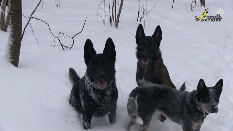 Два кобеля и течная сука, управление поведением, дрессировка собак