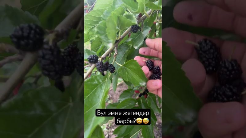 Бул Эмине ыя я😅