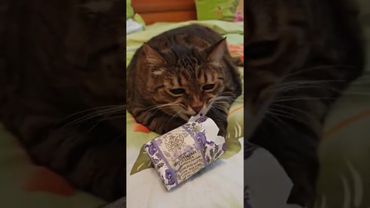 Голодный 🙀💃🤔🤣 #cat #кот #юмор #котушка #приколы #цитаты #прикольныекоты