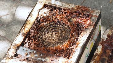 В Австралии исследуют пользу мёда безжальных пчёл