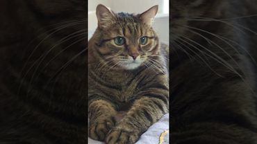 Работа мечты 😺🤔😉🤣 #cat #кот #юмор #приколы #котушка #цитаты #смех