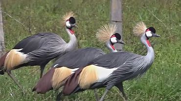 Исчезающие журавли Африки: как Кения спасает величественных птиц