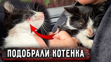 Котенок выскочил под колеса, рана на щеке, глаза залеплены. Еле поймали. Поехали на участок. Нукер.