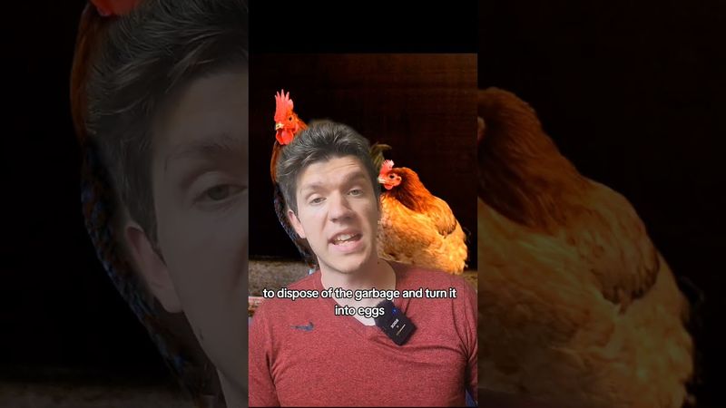 chickens vs rabbits #homestead