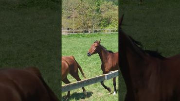 Horses galloping sound great