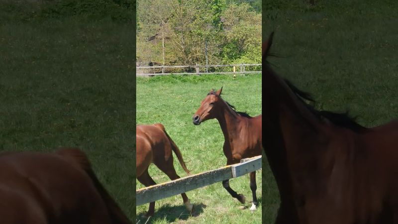 Horses galloping sound great