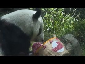 Панда Синь Синь в Мехико отметила 35-й день рождения