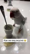 #ожереловыйпопугай #попугай #попугайговорит ##ричи 