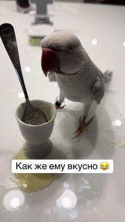 #ожереловыйпопугай #попугай #попугайговорит ##ричи 