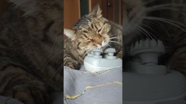 Не возможно оторваться 🙀😻🤩🤣 #music #remix #cat #кот #котушка #веселыекоты