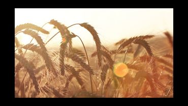 Golden Wheat Blowing in the Wind - Royalty Free HD Video Stock Footage