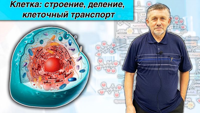 Электрооптика  - что это такое? Клетка: строение, деление, клеточный транспорт