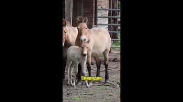 Рядък вид кон се роди в Добрич #novatv #кон #добрич #зоопарк #събудисе #новини