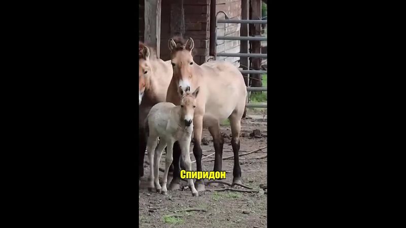 Рядък вид кон се роди в Добрич #novatv #кон #добрич #зоопарк #събудисе #новини