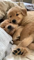 Super cute Golden Retriever puppys are cuddling with eachother 🥰 #gol...