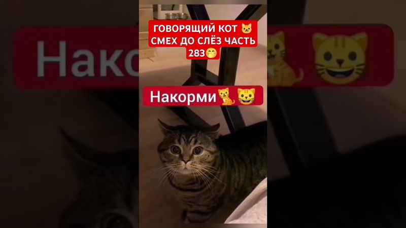 НАКОРМИ 🙃 ГОВОРЯЩИЙ КОТ 🐱🐈 СМЕХ ДО СЛЁЗ 123 СЕРИЯ 🤣