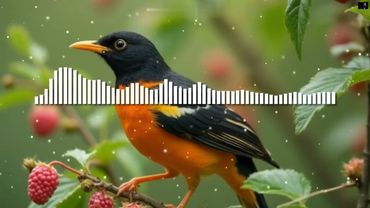 DJ Appolon - Иволга