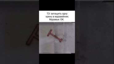 Почему муравьи умнее людей?