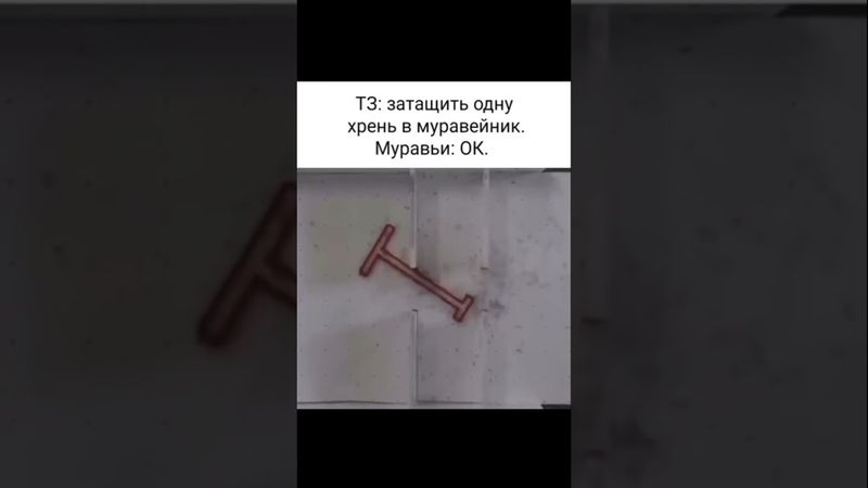 Почему муравьи умнее людей?