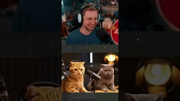 подкаст котов #стинт #stint #stintik #прикол #реакция