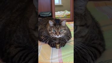 Деньги 💸💰😻🤣 #cat #кот #юмор #котушка #приколы #цитаты