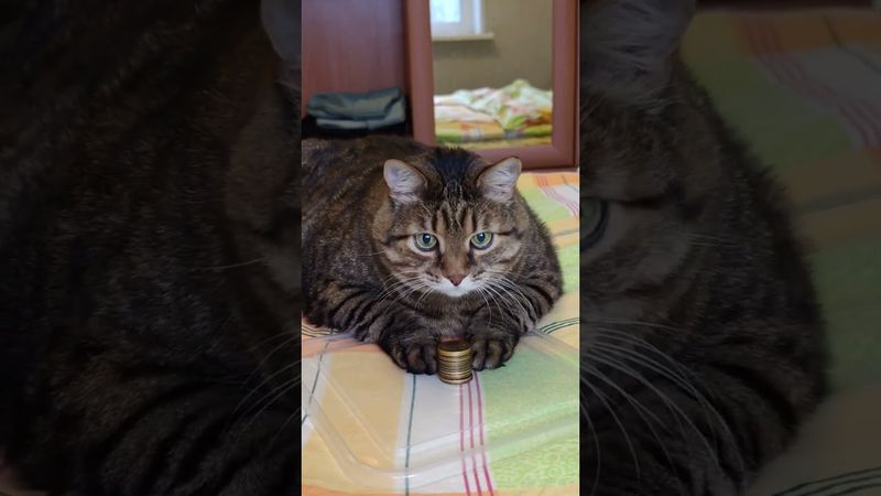 Деньги 💸💰😻🤣 #cat #кот #юмор #котушка #приколы #цитаты