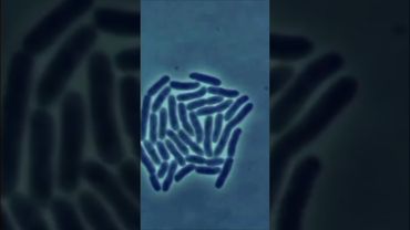 От одной бактерии до миллиарда за сутки! #biology #микроскоп #facts
