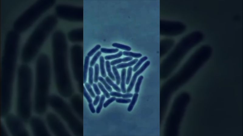 От одной бактерии до миллиарда за сутки! #biology #микроскоп #facts