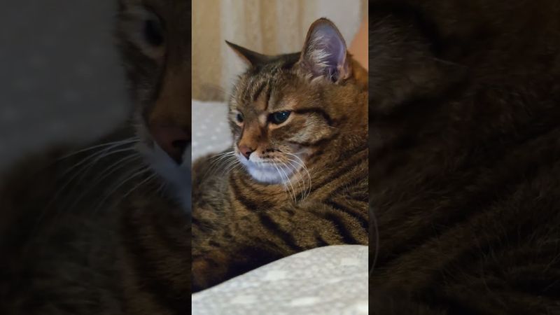 Не обижайся 🤔🙀😉🤣 #cat #кот #юмор #котушка #приколы #цитаты #шутки