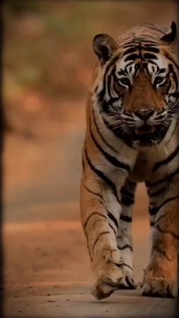 TikTok video #7065588488992722178